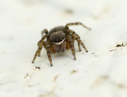 Réf. 221 155 : Euophrys rufibarbis